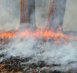 Surface fire under Ponderosas - photo by ERI