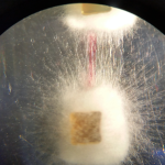 Microscope cellphone shot of agar cubes